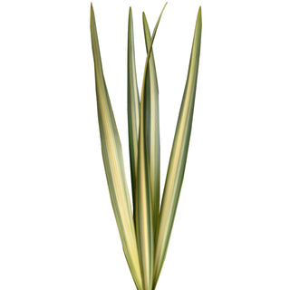 Varigated Green Flax