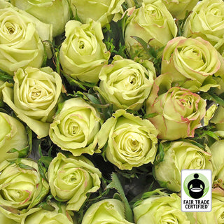 Fair Trade Natural Green Roses - Choose from  25 to 100 Stems