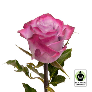 Fair Trade Natural Lavender Roses - Choose from  25 to 100 Stems