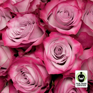 Fair Trade Natural Lavender Roses - Choose from  25 to 100 Stems