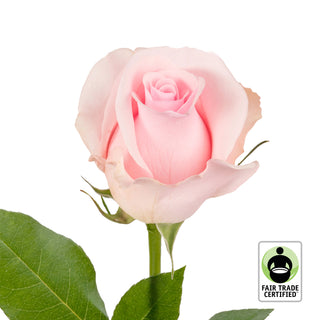 Fair Trade Natural Light Pink Roses - Choose from  25 to 100 Stems