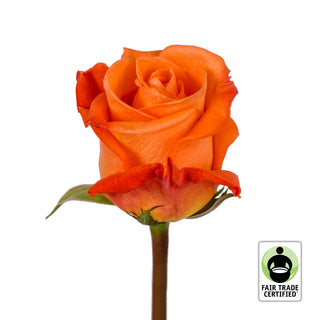 Fair Trade Natural Orange Roses - Choose from  25 to 100 Stems