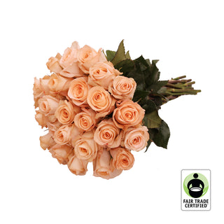 Fair Trade Natural Peach Roses - Choose from  25 to 100 Stems