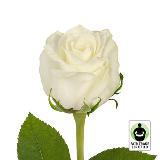 Fair Trade Natural White Roses - Choose from  25 to 100 Stems