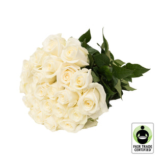 Fair Trade Natural White Roses - Choose from  25 to 100 Stems