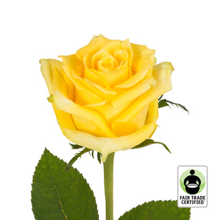 Fair Trade Natural Yellow Roses - Choose from  25 to 100 Stems