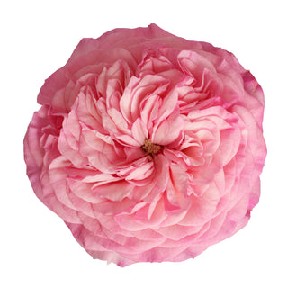 Light Pink & White Garden Rose Wedding Pack - 48 stems