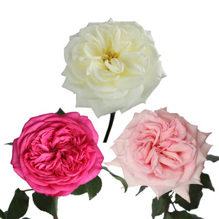 Garden Rose, Special Wedding Pack - 36 Stems