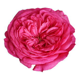 Baronesse Garden Rose - 36 stems