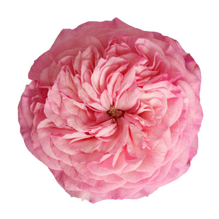 Light Pink Garden Rose - 36 stems