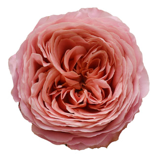 Light Pink Garden Rose - 36 stems