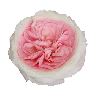 Mayra's Bridal Garden Rose