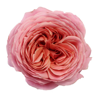 Romantic Antique Garden Rose - 36 stems