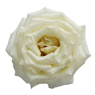 White Garden Rose