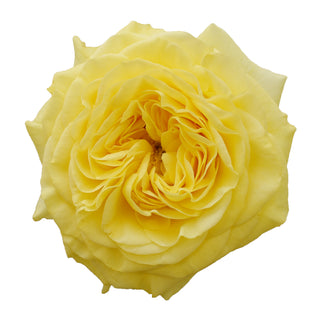 Yellow Garden Rose