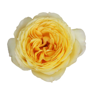 Garden Rose, Caramel Antike - 36 Stems