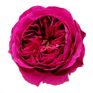 Darcey - David Austin Garden Rose - 36 stems