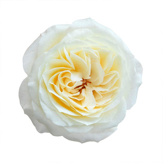 Leonora (AKA Ella) - David Austin Garden Rose  - 36 stems