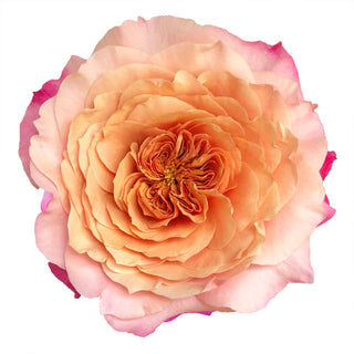 Miyabi Garden Rose
