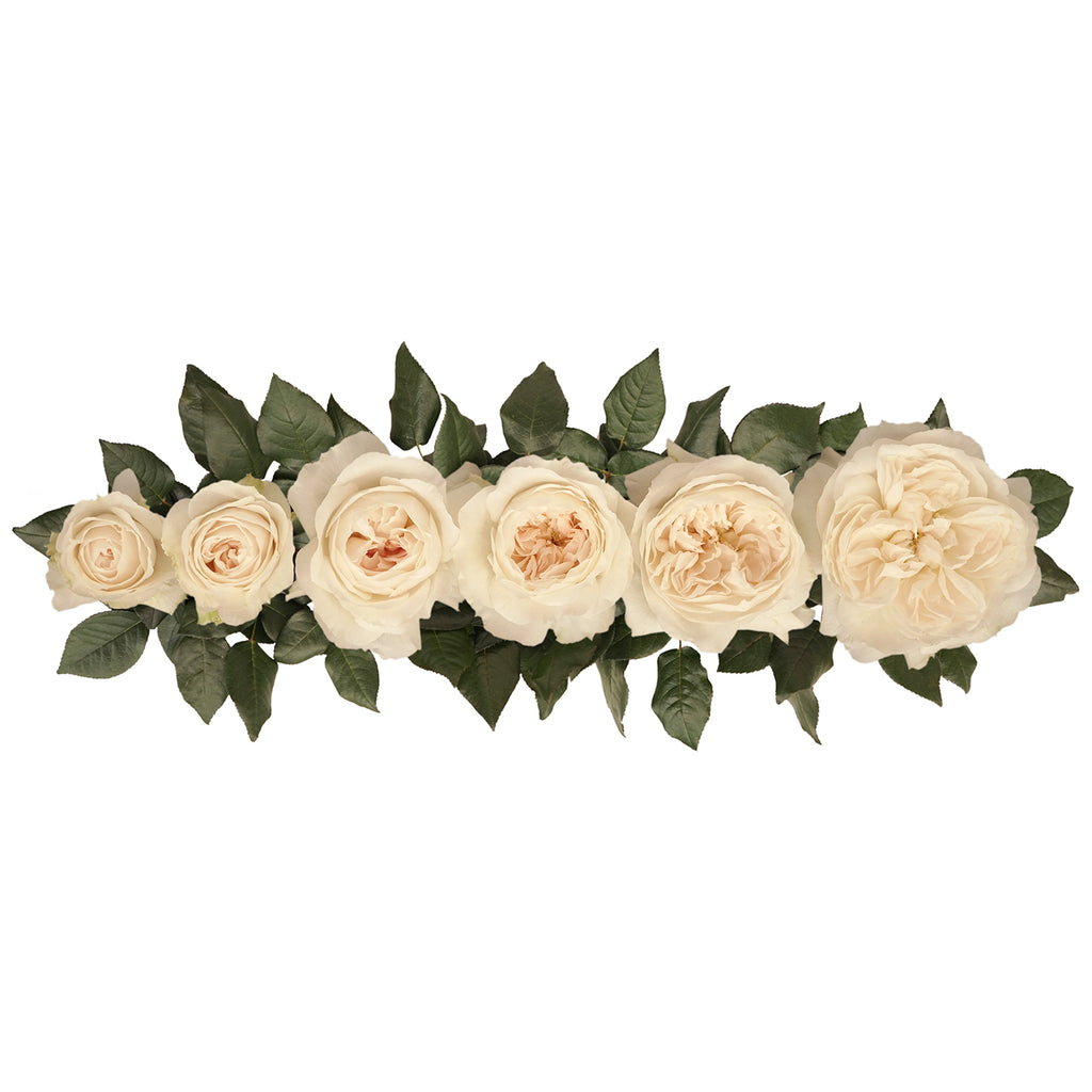Purity - David Austin Garden Rose - 36 Stems – Bloomingmore