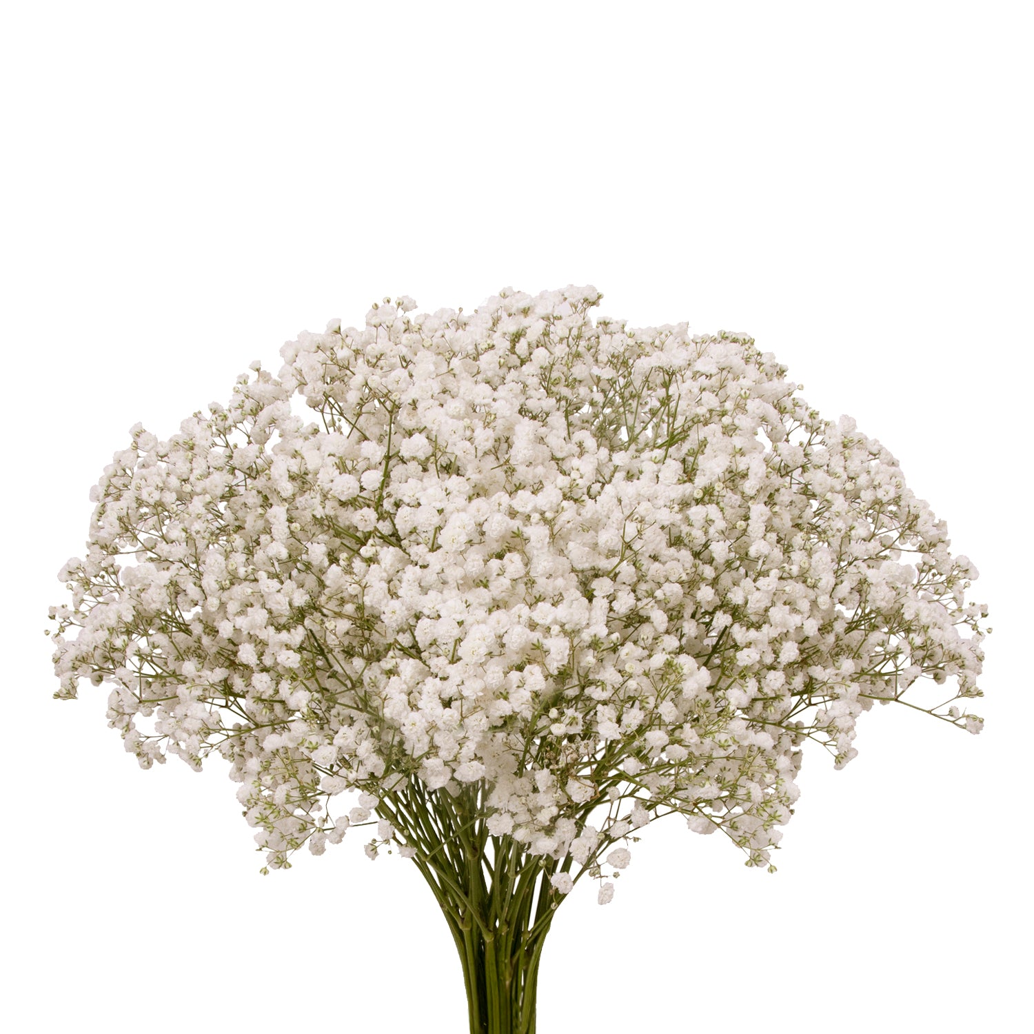 Shop Flower Arrangement Fillers: Baby's Breath, Hypericum, Pompoms ...