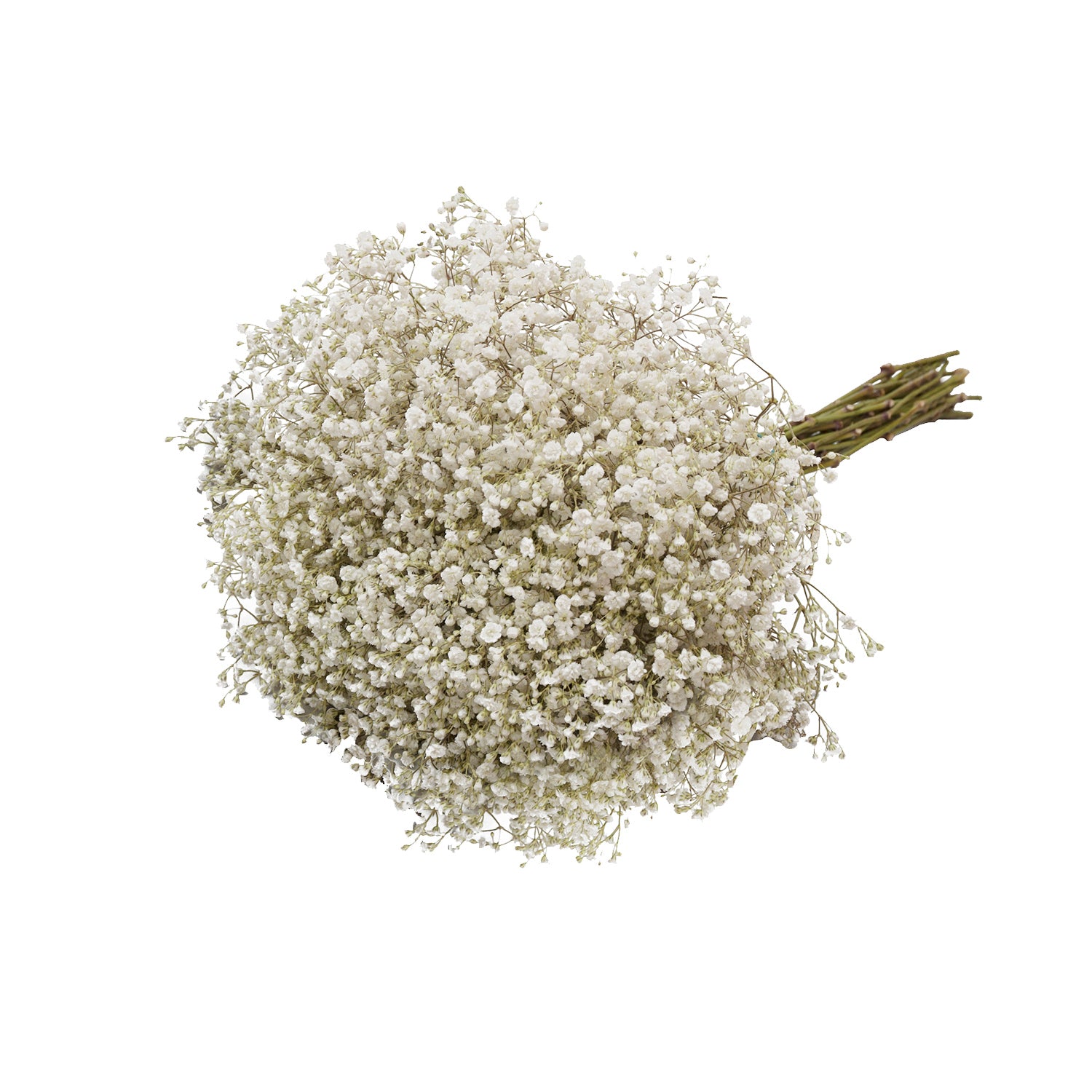 Wholesale Baby's Breath - Million Star White / 8 Bunches