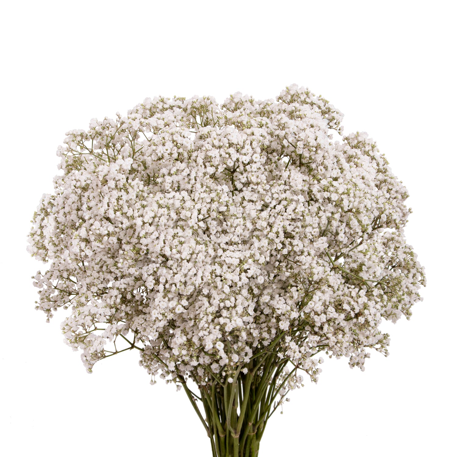 Natural Fresh Flowers - Baby's Breath, 8 Bunches, Size: 250 GR, White
