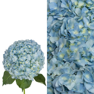 Blue Hydrangea Flower and Petals Combo