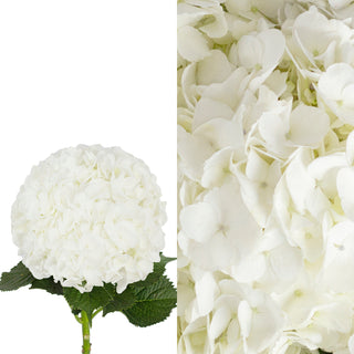 White Hydrangeas and Hydrangea Petals