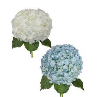 White and Blue Jumbo Hydrangeas
