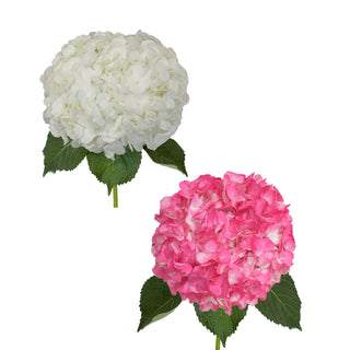 White and Painted Hot Pink Hydrangeas
