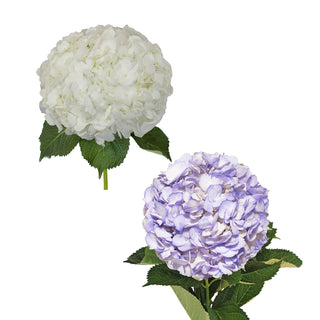 White and Painted Lavender Hydrangeas