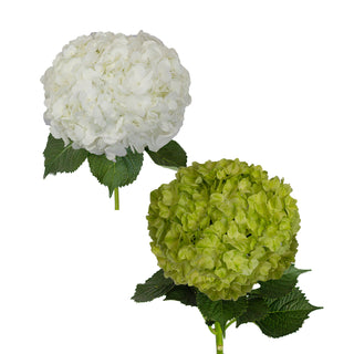 White and Lime Green Hydrangeas