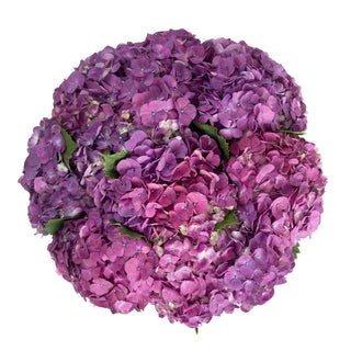 Elite Purple Hydrangea