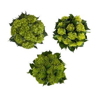 Assorted Mini Green Hydrangeas