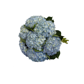 Blue Natural Hydrangeas