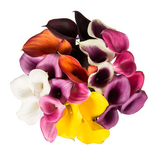 Assorted Colors Mini Calla Lilies