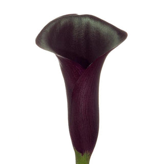 Black Mini Calla Lilies