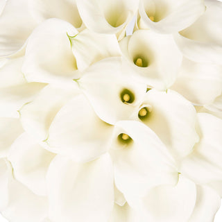 White Mini Calla Lilies
