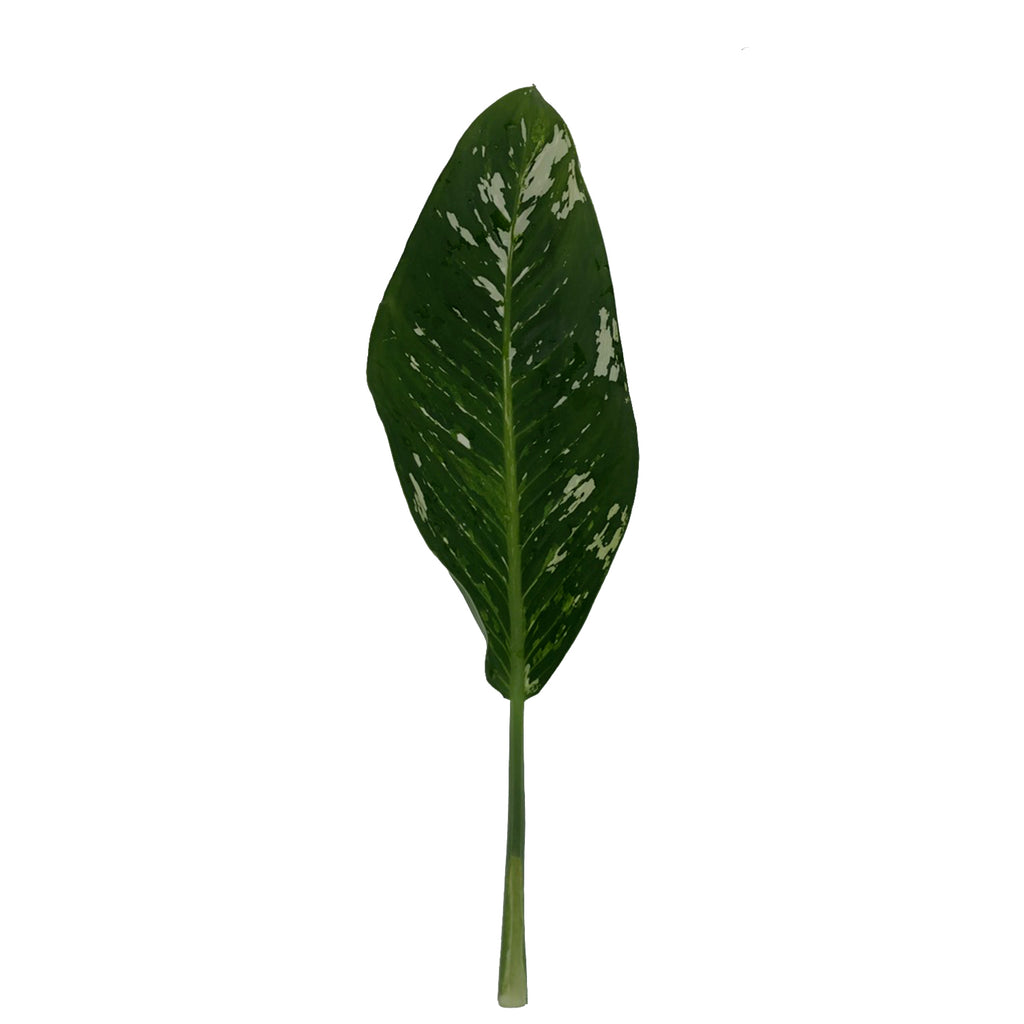 Dieffenbacha Leaves – Bloomingmore