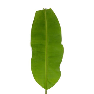 Musa Leaf