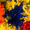 Yellow and blue painted spider mum flower