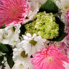 pink spider mums, whiite daisies, white alstroemerias,  mini green hydrangea
