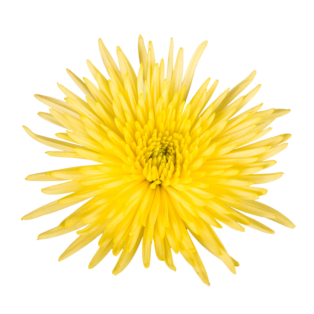 spider chrysanthemum bouquet