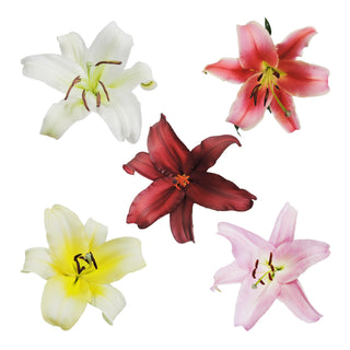 Assorted - O.T. Lilies - Pack 30