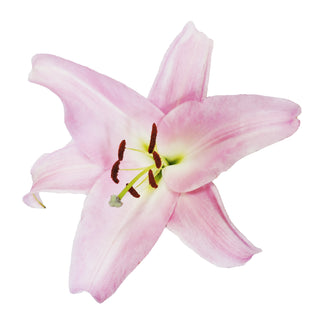 Pink O.T. Lilies