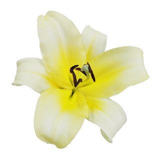 Yellow - O.T. Lilies