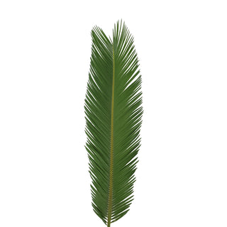Jr. Sago Palm 24  to 30 in. - 150 Stems