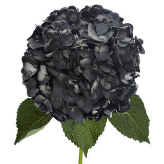 Black Painted Hydrangeas