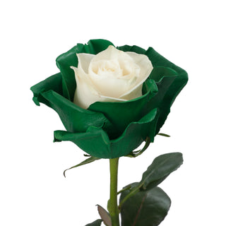 Marshmallow White & Green Painted Roses
